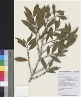 藏品(厚葉柃木)的圖片